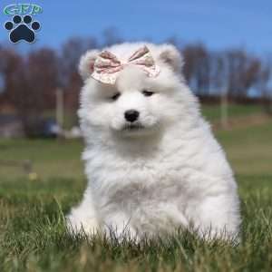 Millie, Samoyed Puppy